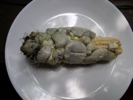 Mısır koçanı mantarı sporları