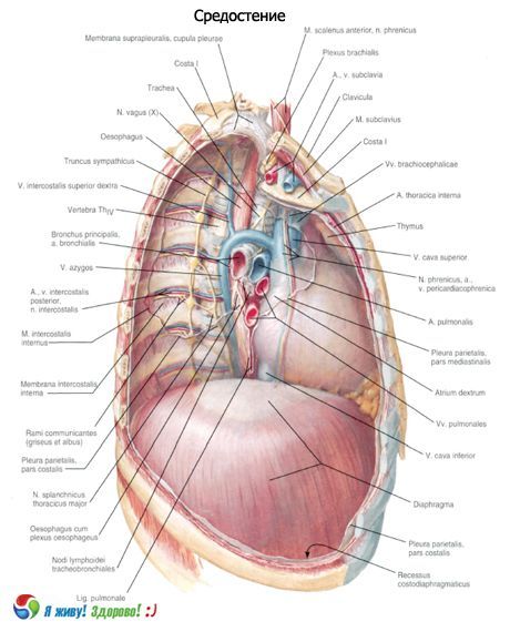 Mediasten