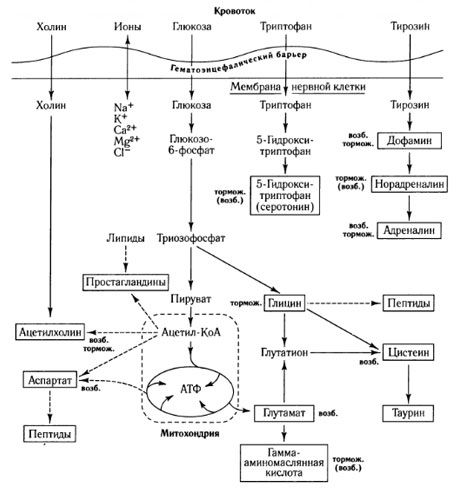 Aracı değişiminin yolları ve kan-beyin bariyerinin metabolizmadaki rolü (Shepherd, 1987'ye göre)