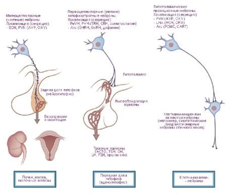 Hipotalamus.  Hipotalamusun üç tip nöro-eksternal hücresi.