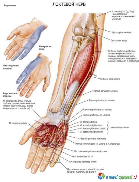 Ulnar sinir