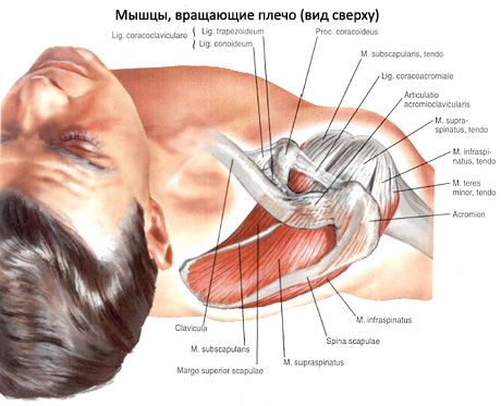 Supraspinatus ve infraspinatus kasları