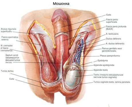 Testis ve skrotum