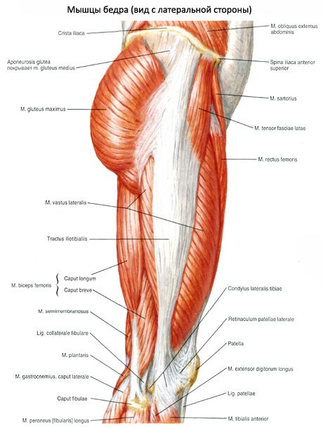 Pelvis kasları (pelvis kuşağının kasları)