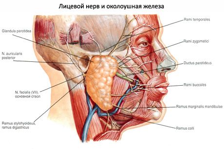 Parotis tükürük bezi