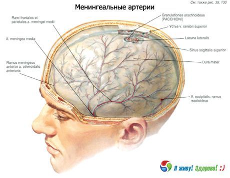 Meningeal arterler