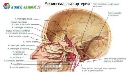 Meningeal arterler