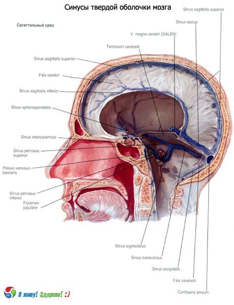Beynin dura mater sinüsleri