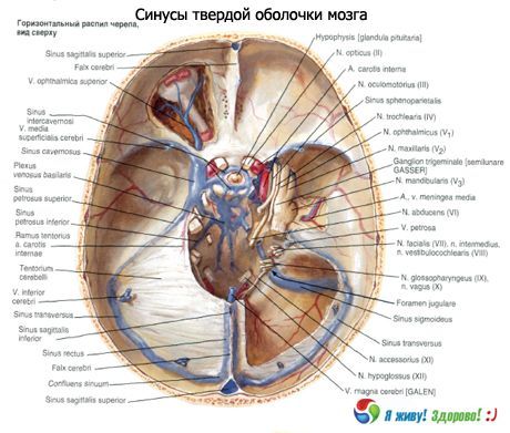 Beynin dura mater sinüsleri