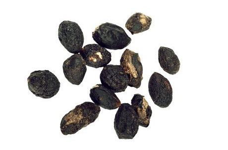 Serenoa palmiyesi