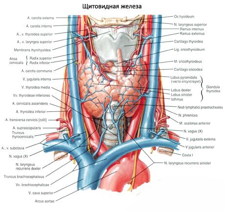 Paratiroid bezleri