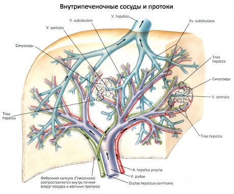 İntrahepatik damarlar ve kanallar