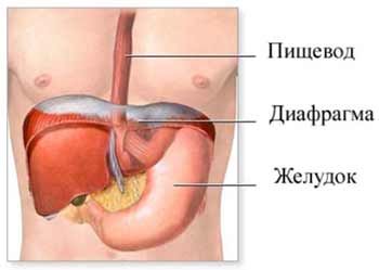 Yemek borusu