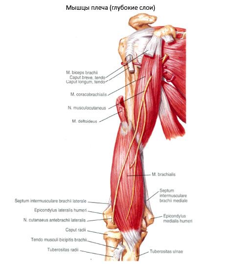 Biliyer-humeralis kas (m.coracobrachialis)