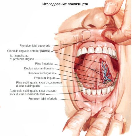 Sublingual tükürük bezi