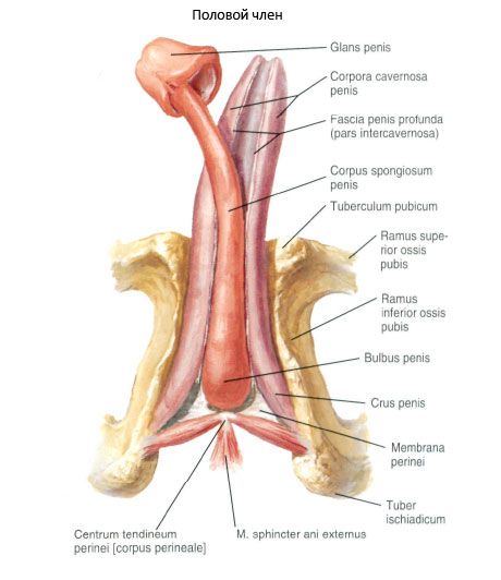 Cinsel penis (penis)