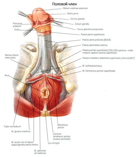 Cinsel penis (penis)