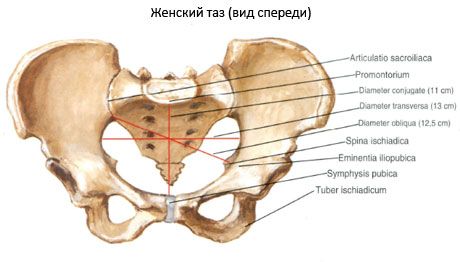 Bir bütün olarak pelvis