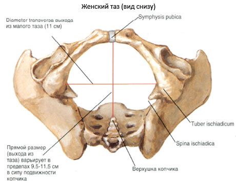 Bir bütün olarak pelvis