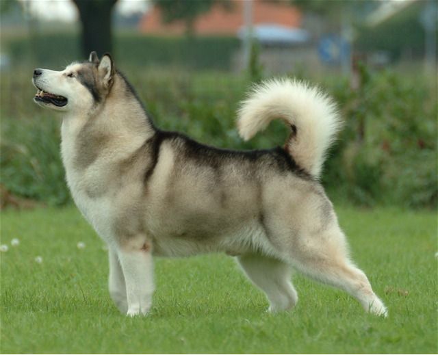 Dev Alaskan Malamute