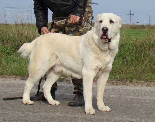 Orta Asya çoban köpeği