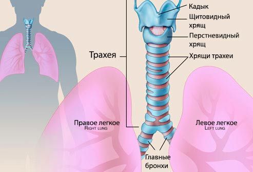 Bir çocukta tracheitis nedir? Fotoğraf trakea 