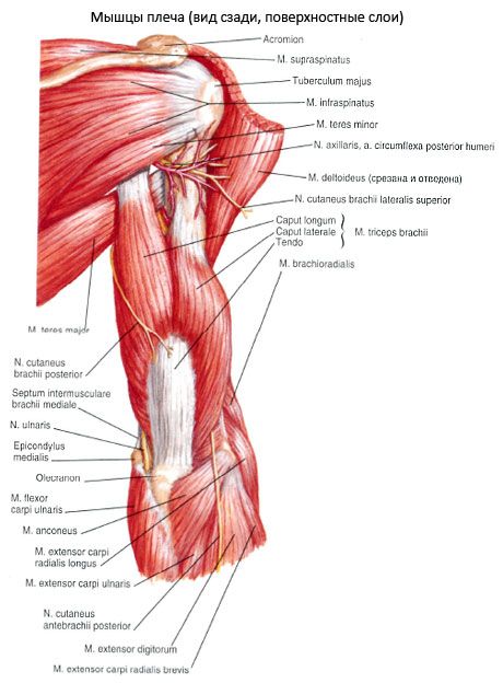 Ulnar kas