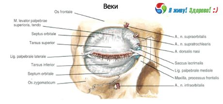 göz kapakları