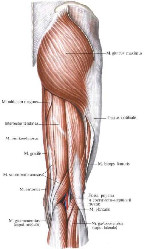 Gluteal kaslar (gluteus maximus)