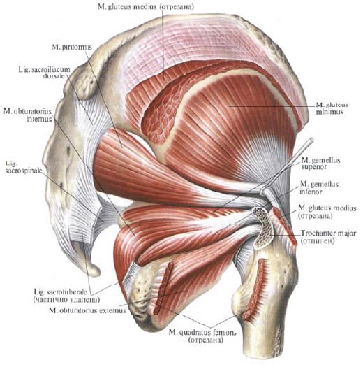 Gluteal kaslar (gluteus medius)