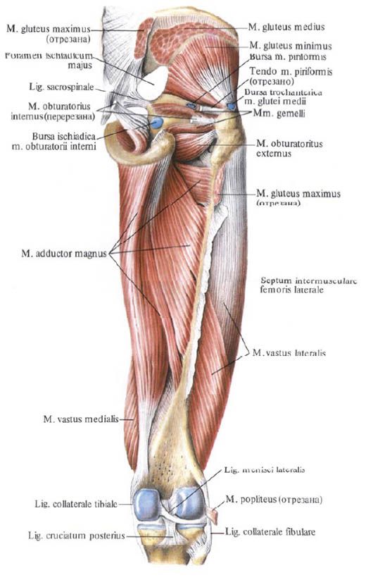 Gluteal kaslar (gluteus minimus)
