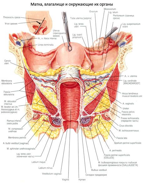 Uterus