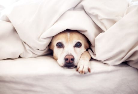 Yeni doğmuş bir bebeği bir köpekle tanıştırmak